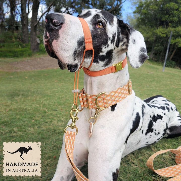 Tangerine Sunset Complete Adventure Training Halter