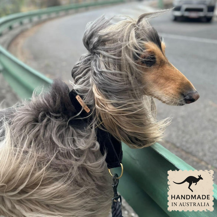 Black Luxury Velvet Martingale Collar