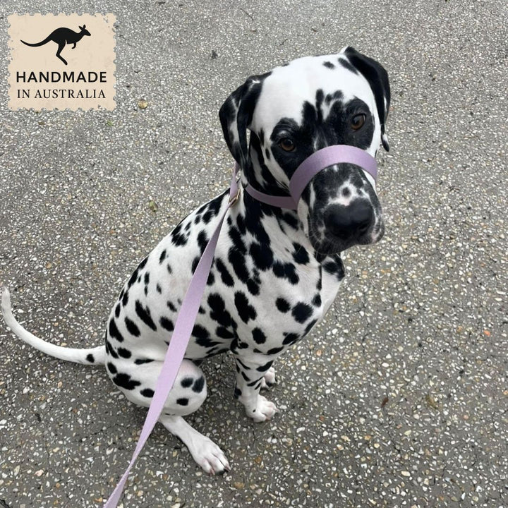 Lavender Adventure Slip Halter