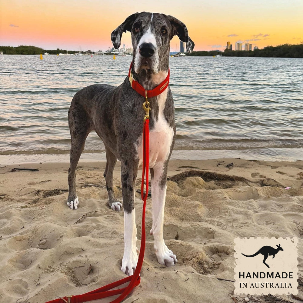 luxury red velvet dog lead leash