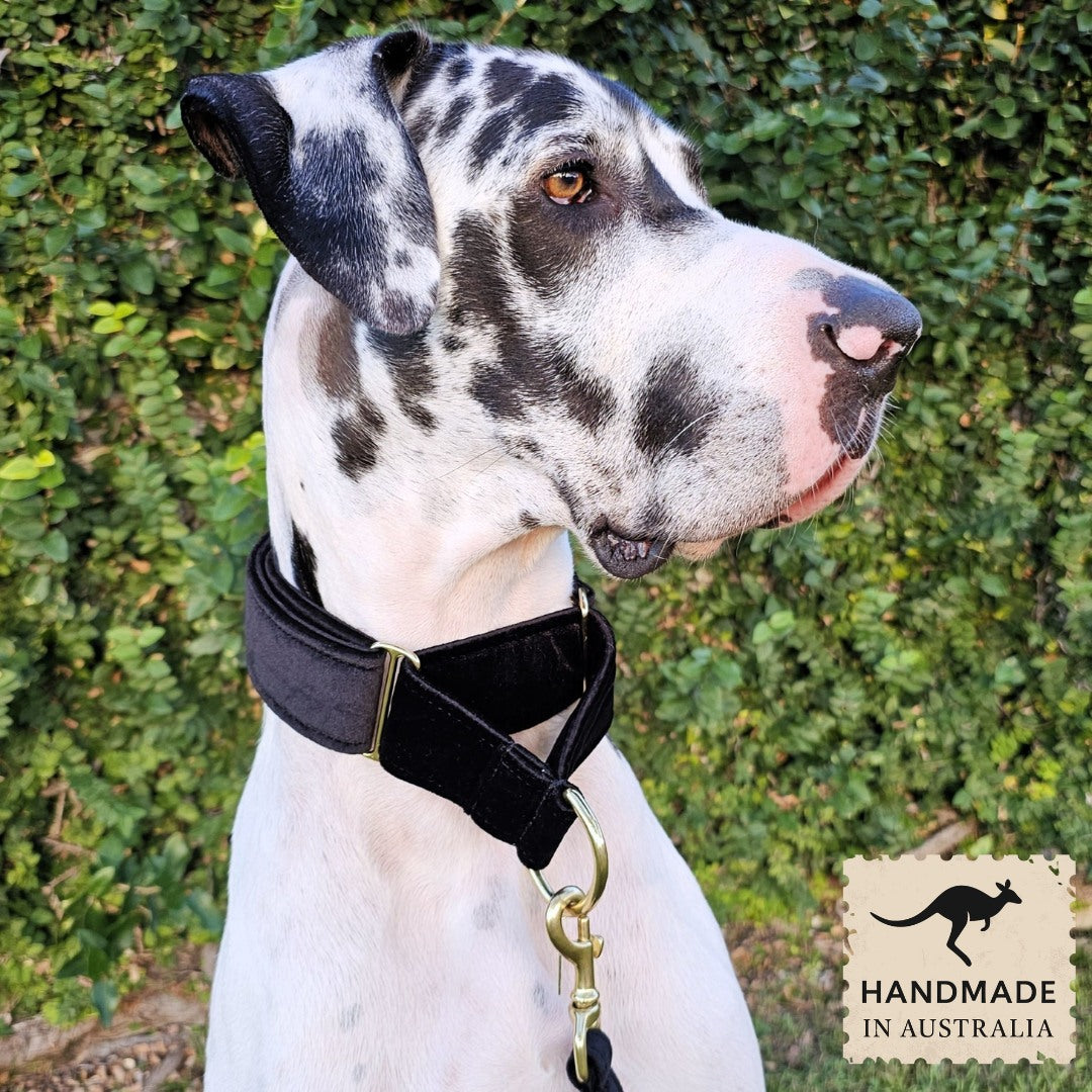 Black Luxury Velvet Martingale Collar