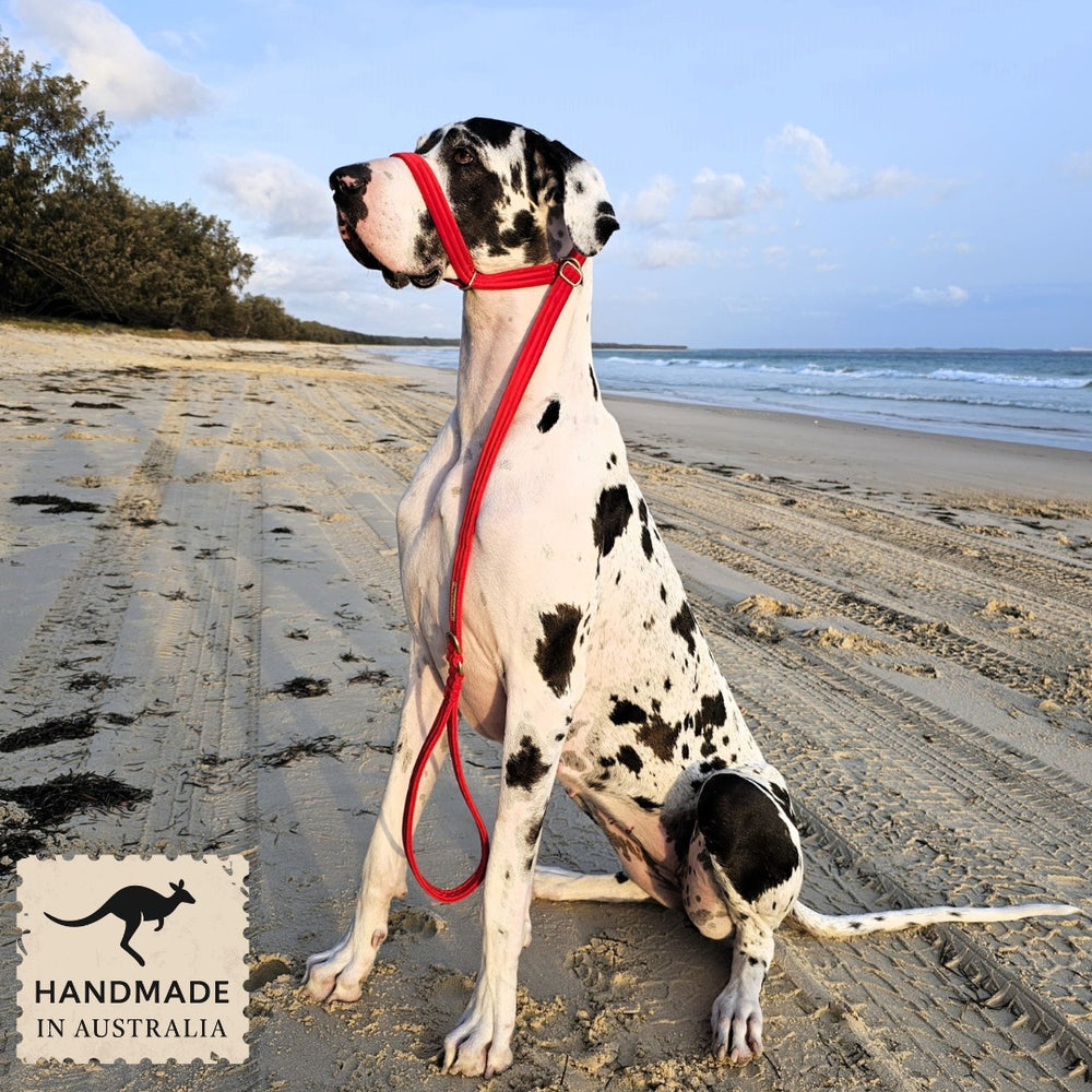 luxury red velvet slip lead slip collar head halter halti training dog collar