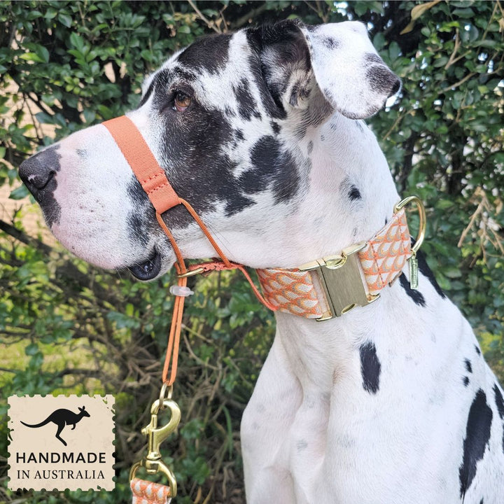 Tangerine Sunset Adventure Head Halter Attachment