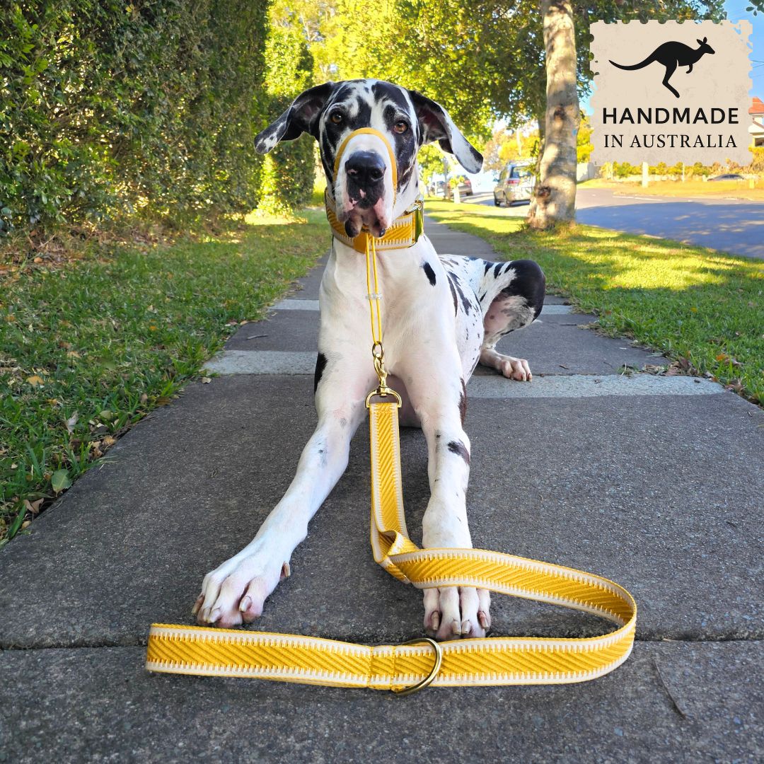 Bumblebee Yellow St Tropez Statement Lead