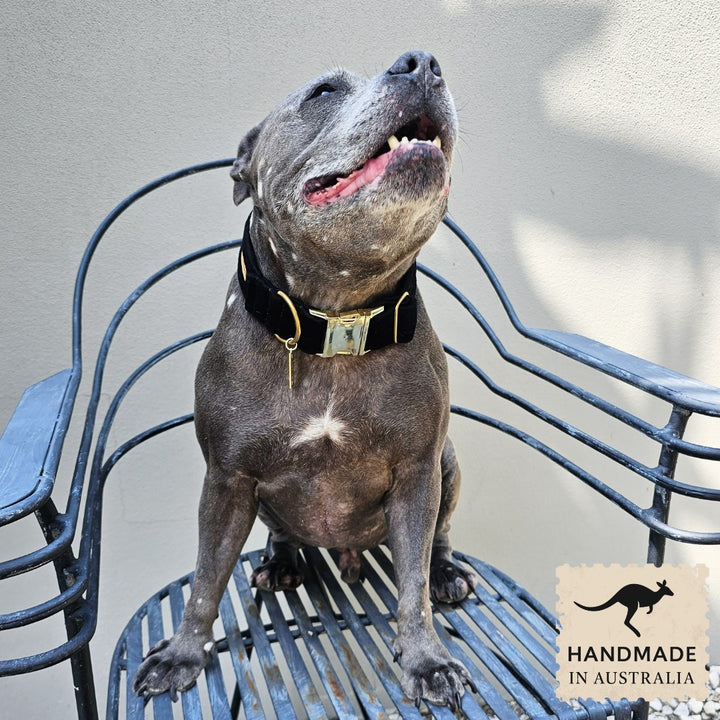 Black Luxury Velvet Buckle Collar