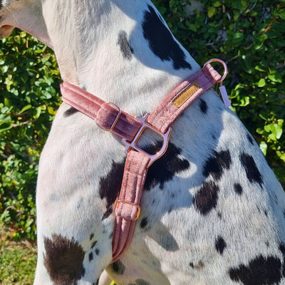 blush pink luxury velvet dog harness