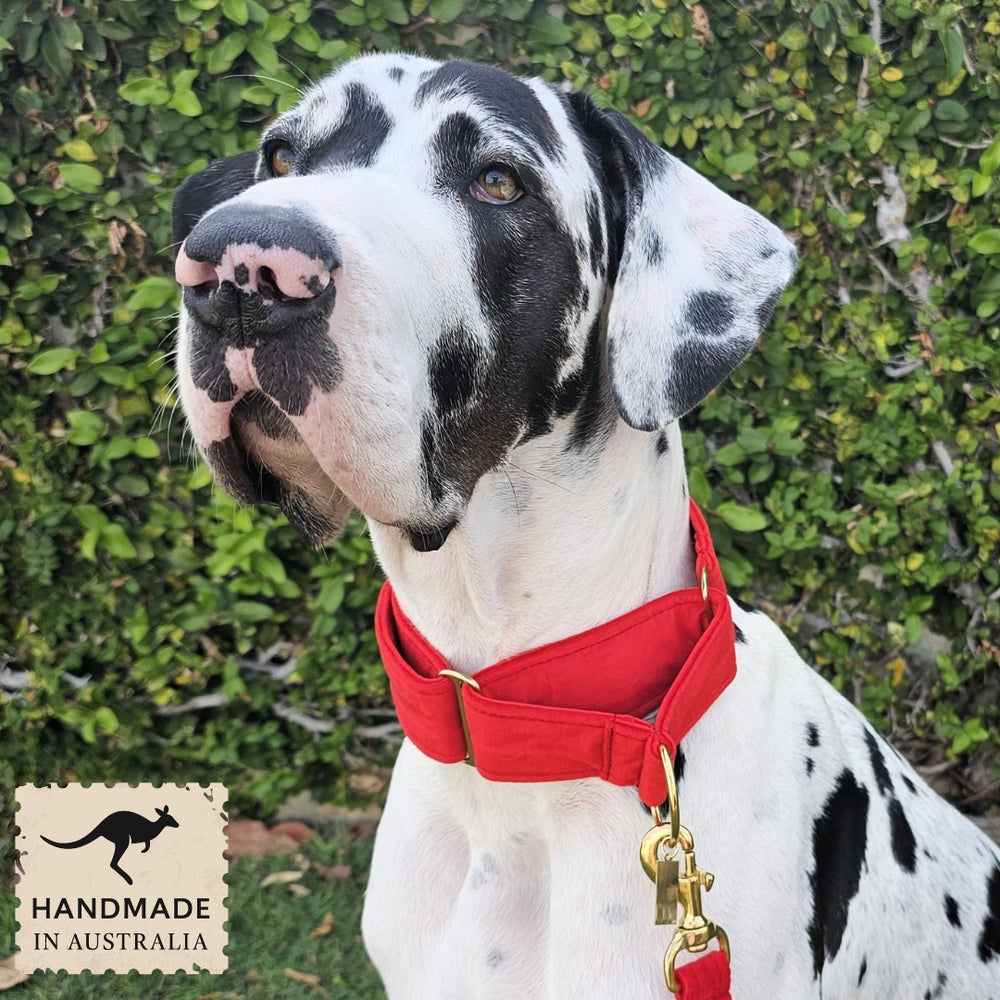 luxury red velvet dog martingale limited slip collar