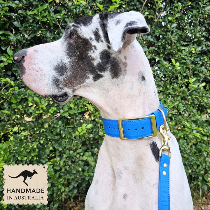 Luxury azure blue leather kangaroo dog collar, head halter and lead. Handmade in Australia