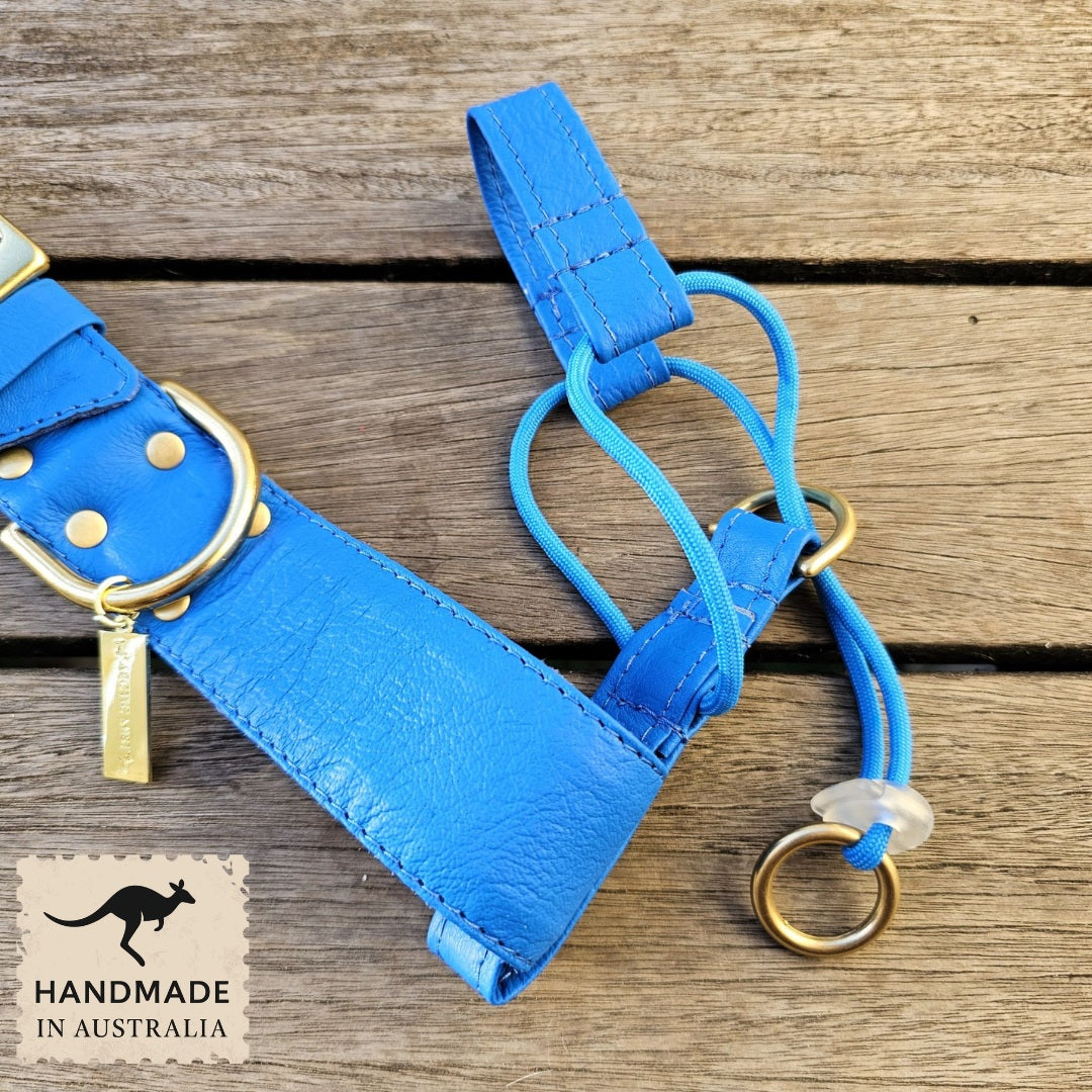 Luxury azure blue leather kangaroo dog collar, head halter and lead. Handmade in Australia