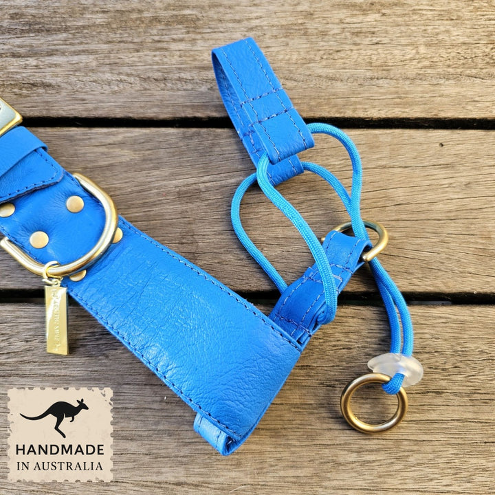 Luxury azure blue leather kangaroo dog collar, head halter and lead. Handmade in Australia