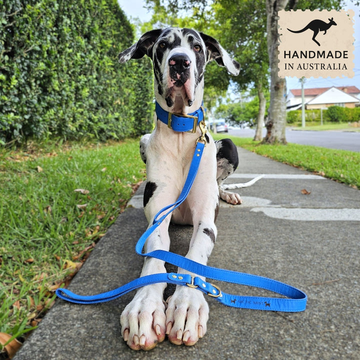 Luxury azure blue leather kangaroo dog collar, head halter and lead. Handmade in Australia