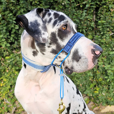 luxury blue st tropez dog collar buckle collar polyester webbing