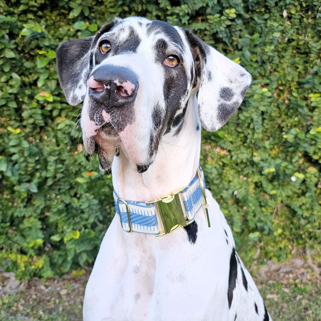 Storm Blue St Tropez Buckle Collar