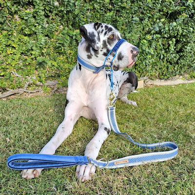 luxury blue st tropez dog lead leash polyester webbing traffic handle