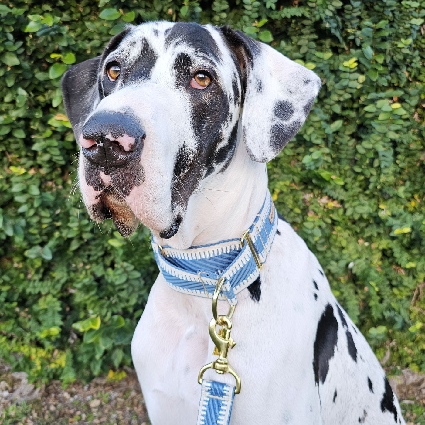 luxury blue st tropez dog martingale collar polyester webbing limited slip collar