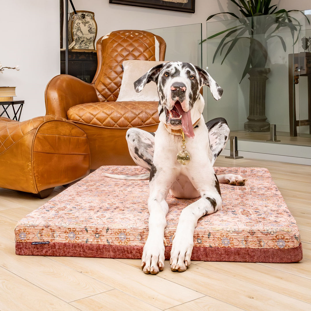 luxury australian made xlarge extra large orthopedic dog bed orthopaedic supportive dog bed great dane wolfhound St Bernard