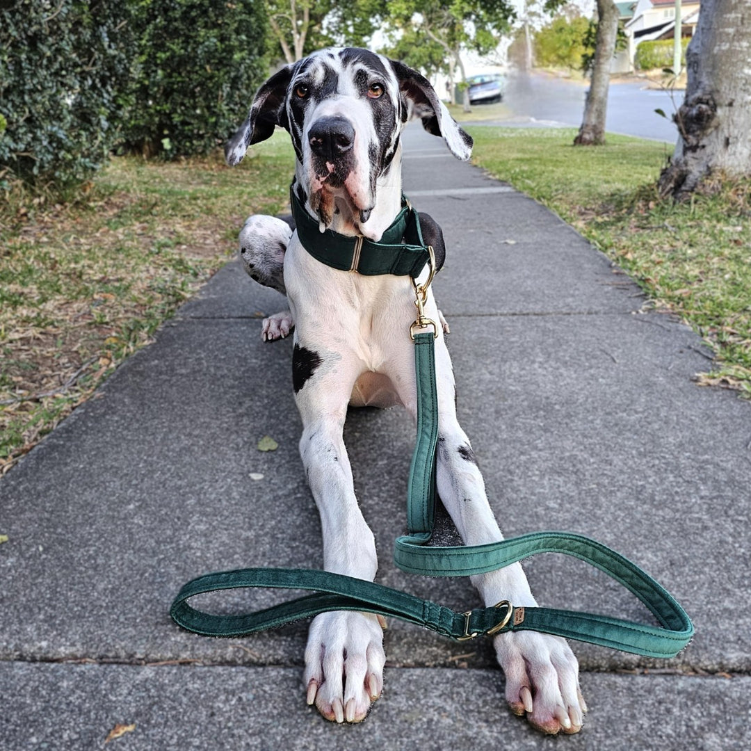 Forest Green Luxury Velvet Lead