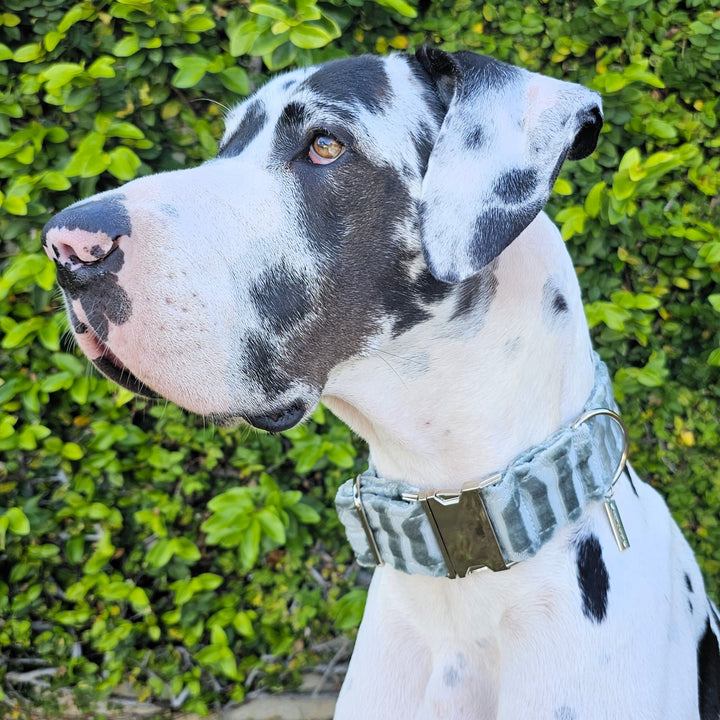 Grayed Jade Luxury Embossed Velvet Buckle Collar