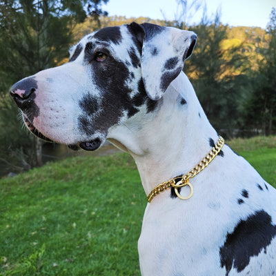 Luxury Gold Dog Chain Slip Collar 15mm Wide Arctic Mist