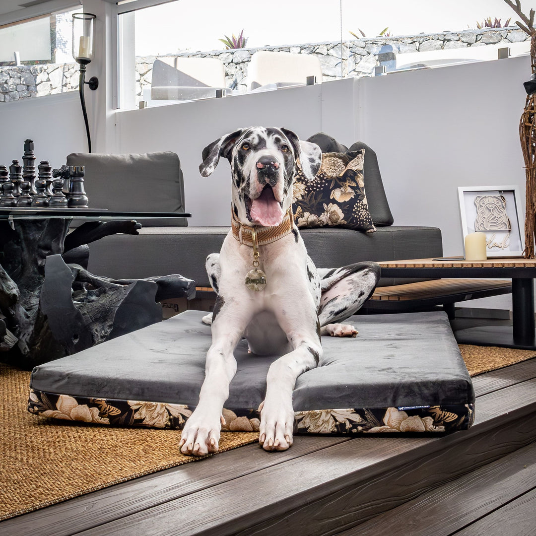luxury australian made xlarge extra large orthopedic dog bed orthopaedic supportive dog bed great dane wolfhound St Bernard
