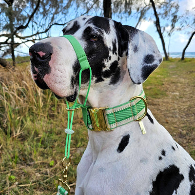 Emerald Green St Tropez Buckle Collar