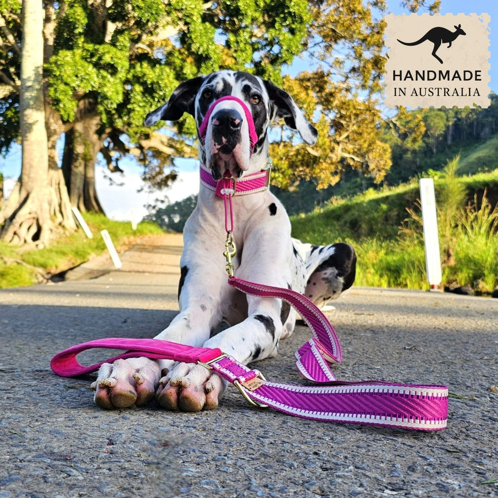 Hot Pink webbing velvet dog lead collar brass