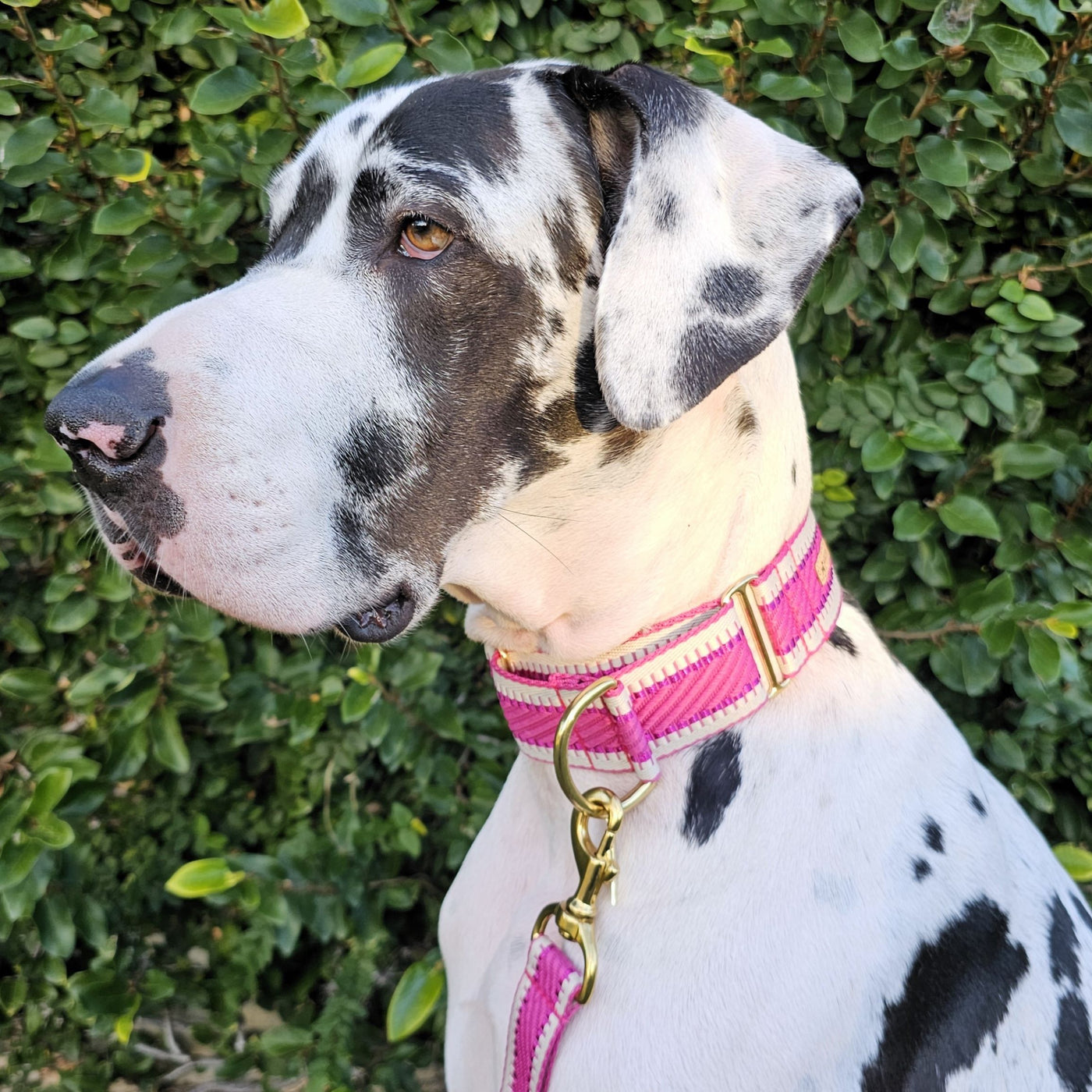 Luxury hot pink St Tropez dog martingale collar polyester webbing