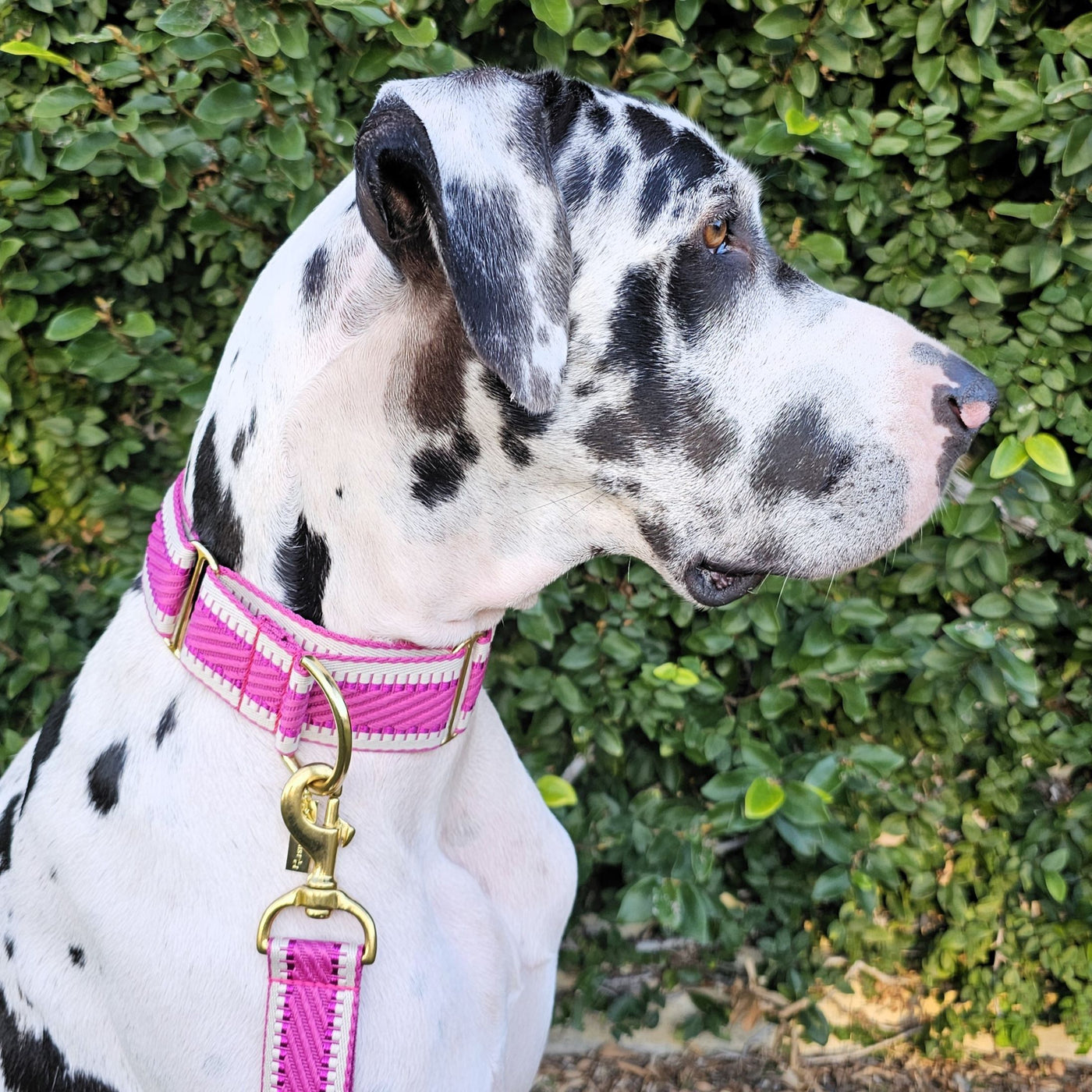 Luxury hot pink St Tropez dog martingale collar polyester webbing