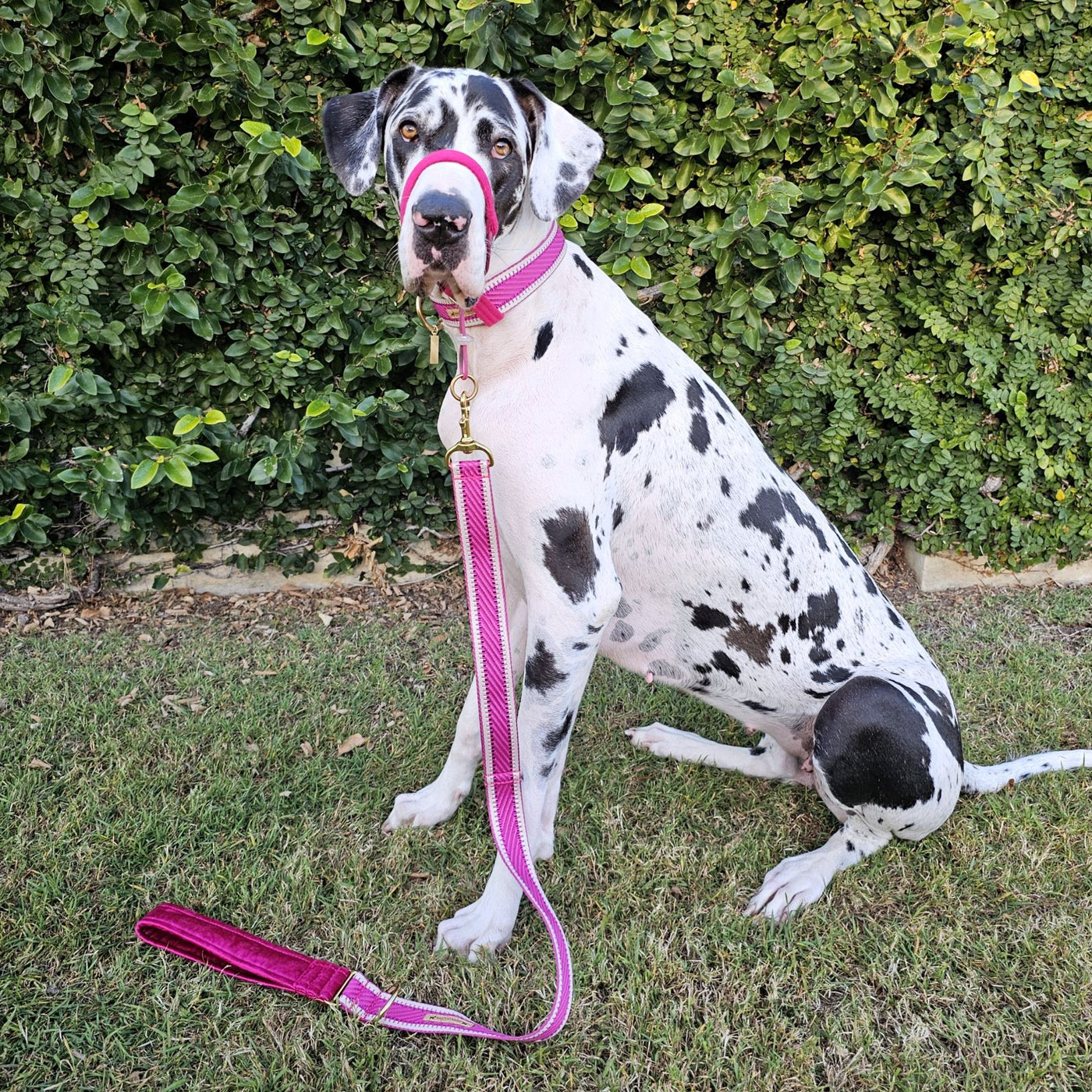 Luxury hot pink St Tropez dog collar buckle collar polyester webbing