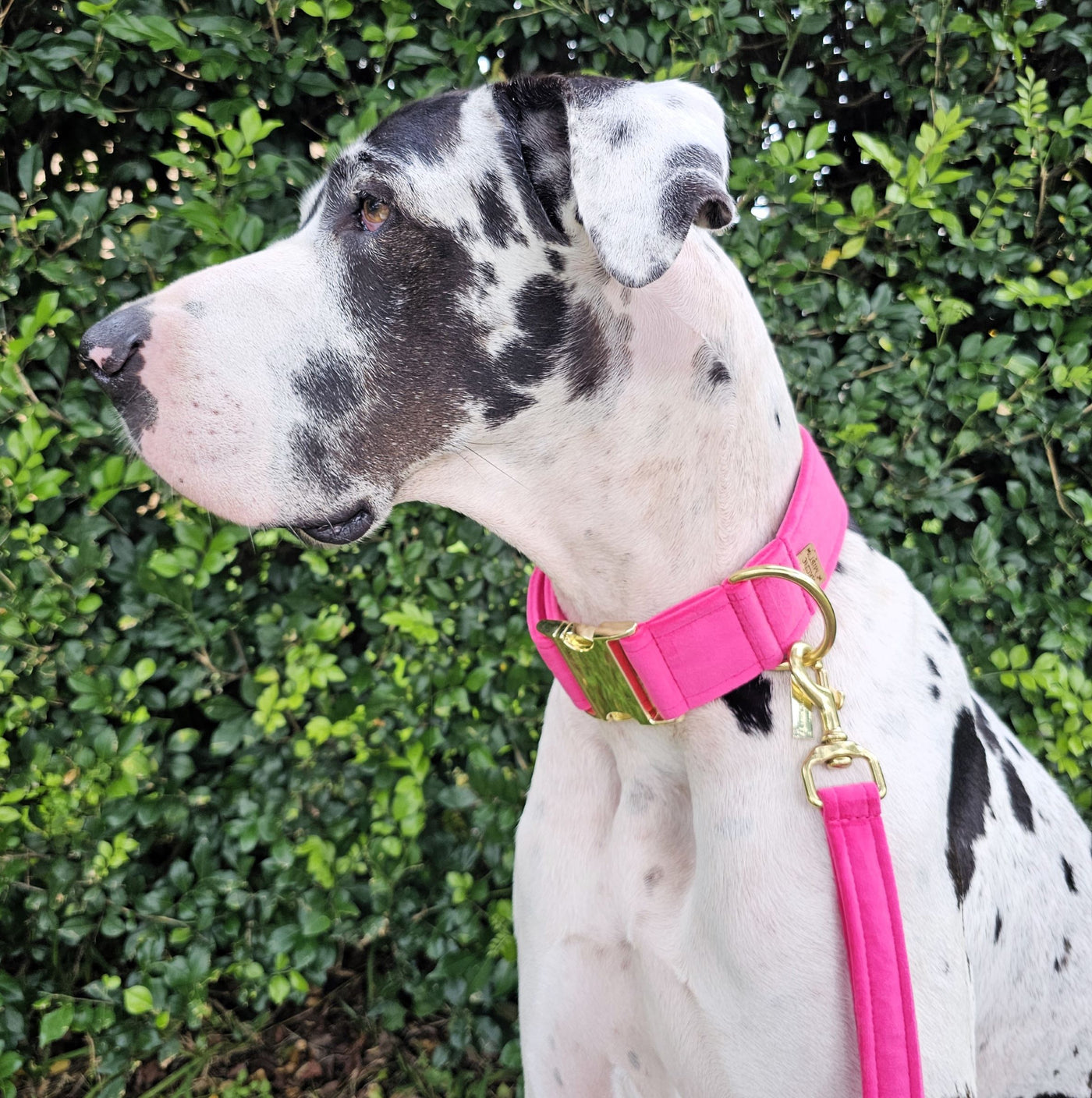 Hot Pink Luxury Velvet Buckle Collar