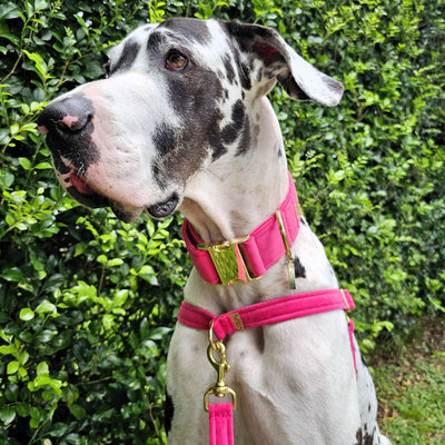 Hot Pink Luxury Velvet Buckle Collar