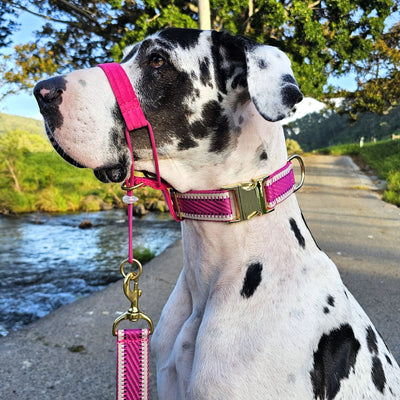 Hot Pink St Tropez Buckle Collar