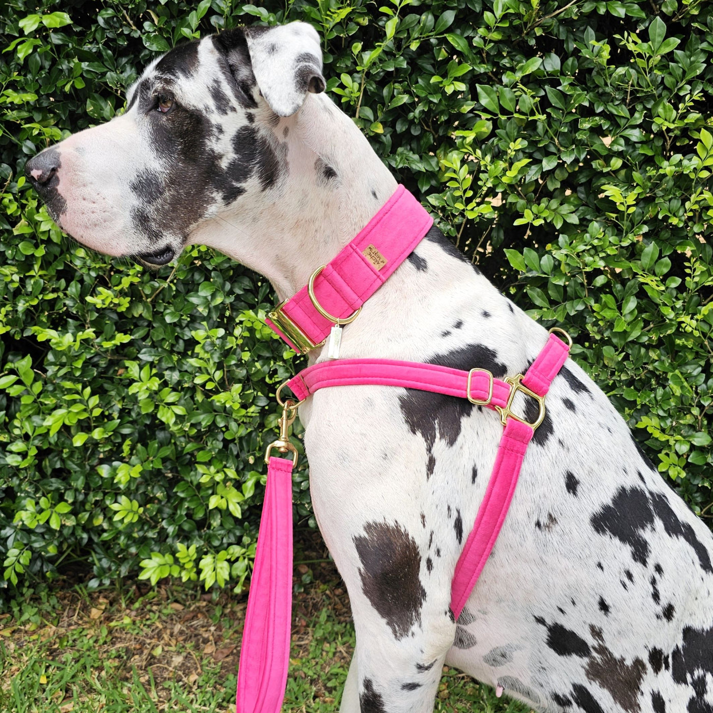 Hot Pink Luxury Velvet Harness