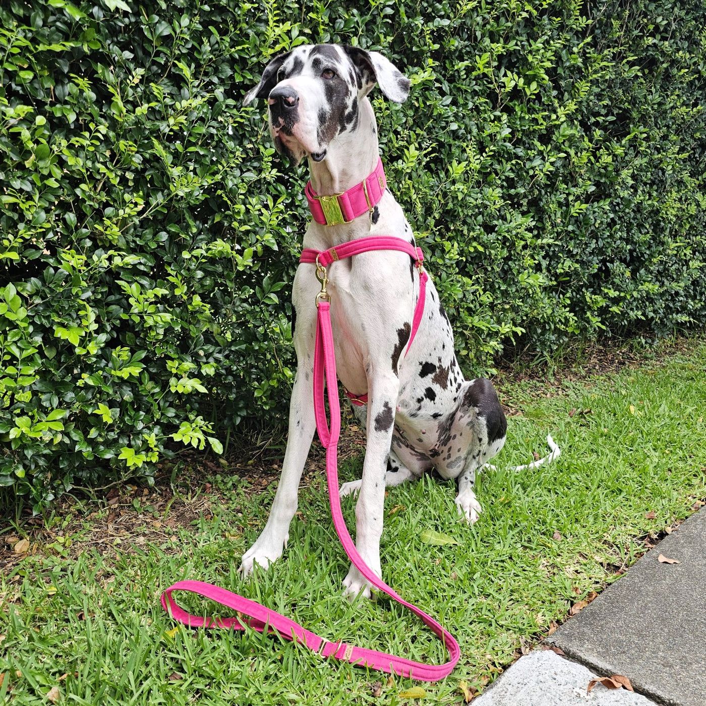 Hot Pink Luxury Velvet Harness