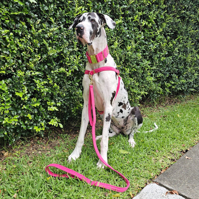 Hot Pink Luxury Velvet Harness