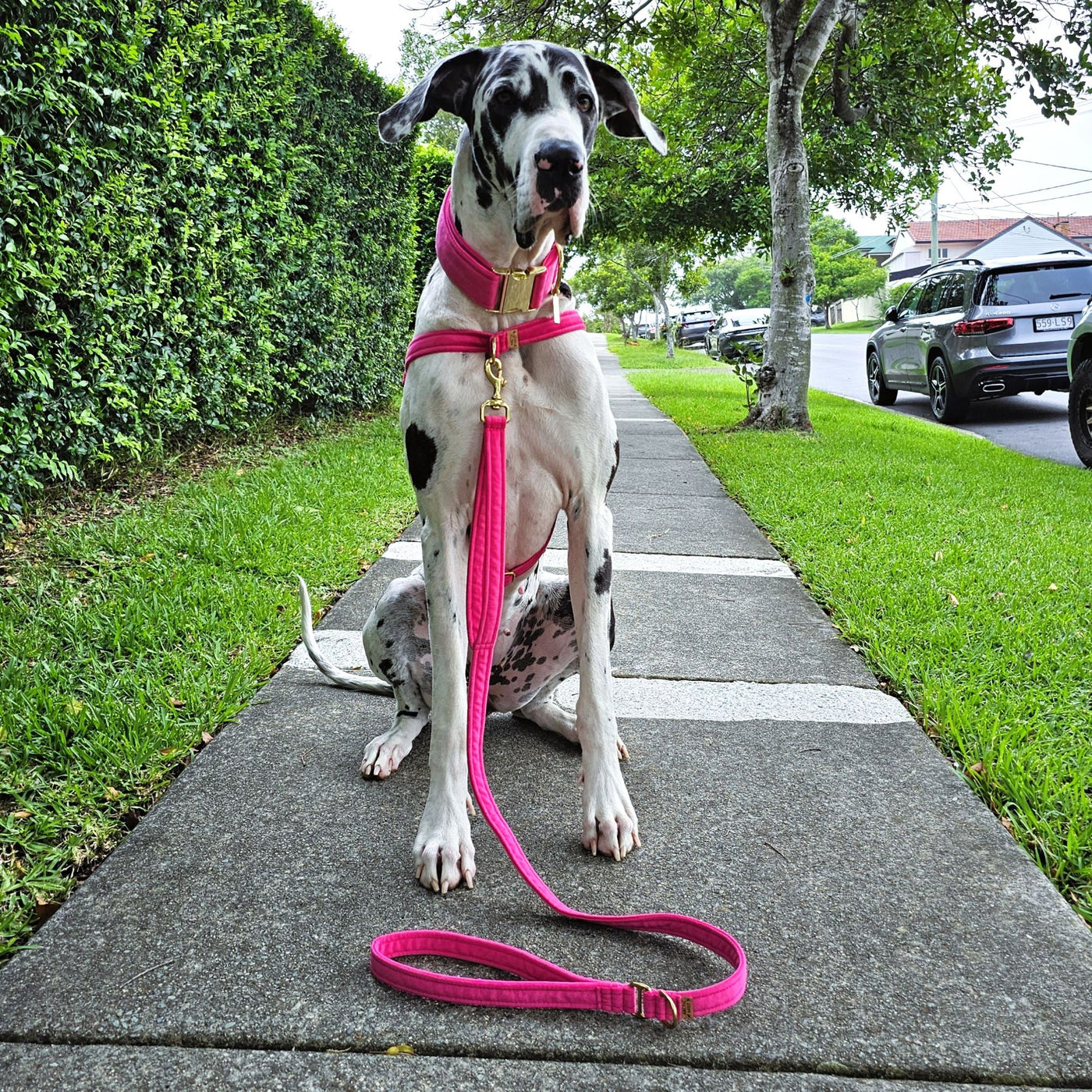 Hot Pink Luxury Velvet Lead