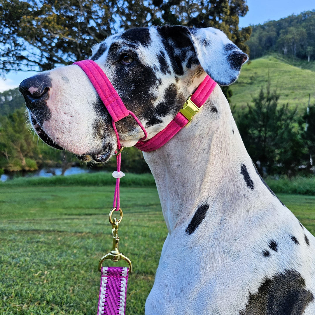Hot Pink Luxury Velvet Complete Training Halter
