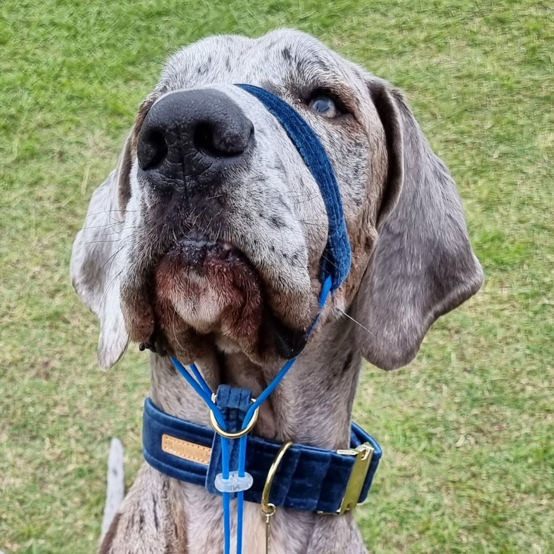 luxury blue velvet dog head halter halti