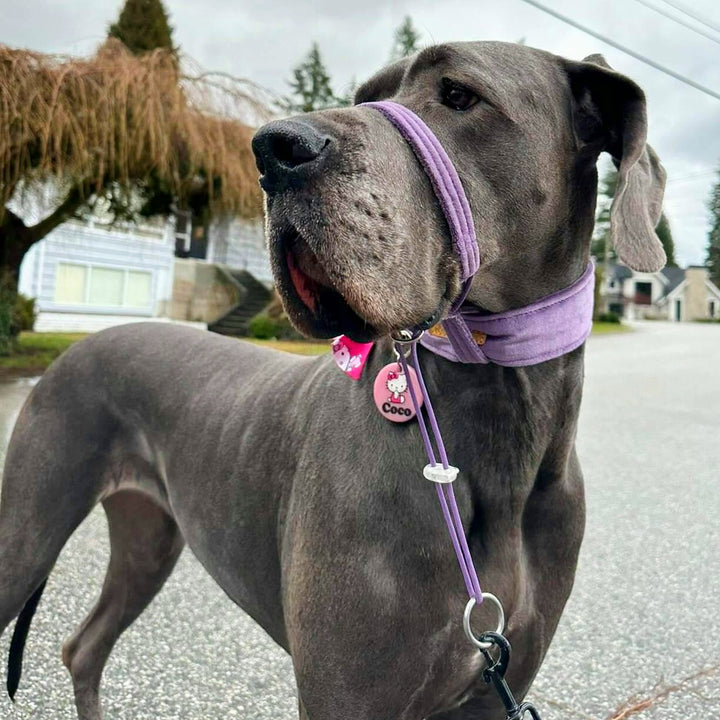 African Violet (Purple) Luxury Velvet Buckle Collar