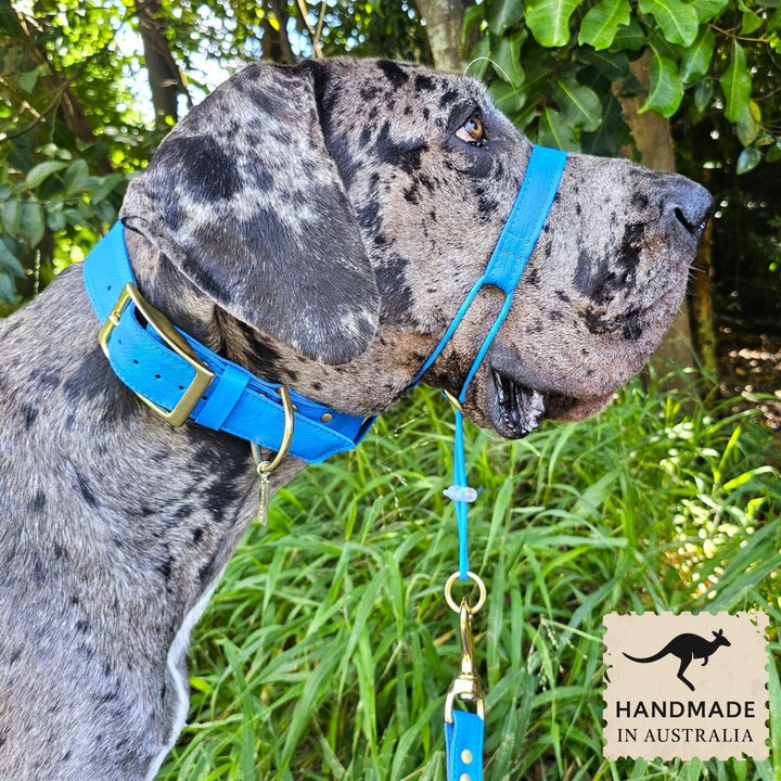 Luxury azure blue leather kangaroo dog collar, head halter and lead. Handmade in Australia