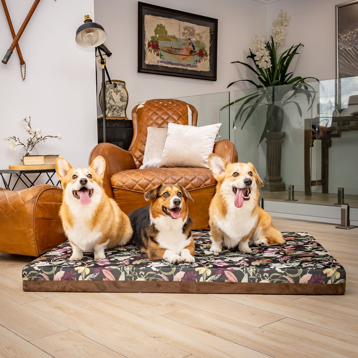 luxury australian made xlarge extra large orthopedic dog bed orthopaedic supportive dog bed great dane wolfhound St Bernard