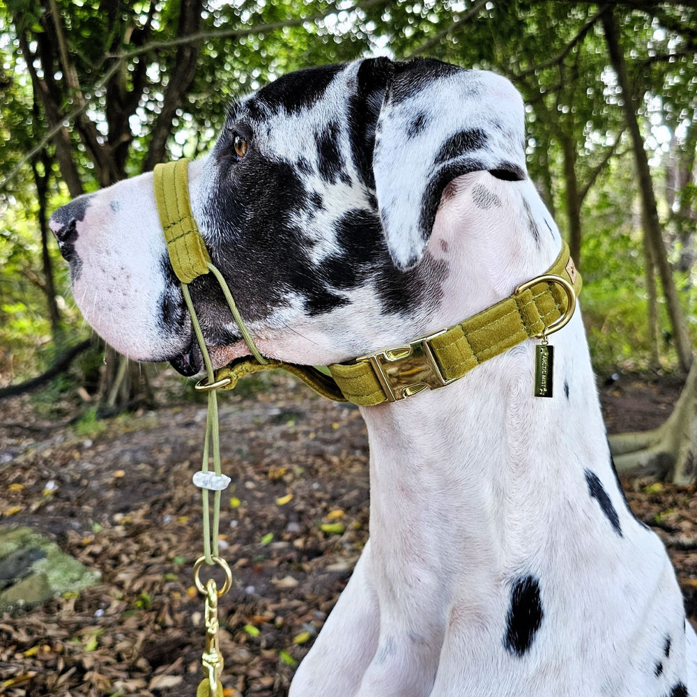 luxury olive velvet dog buckle collar