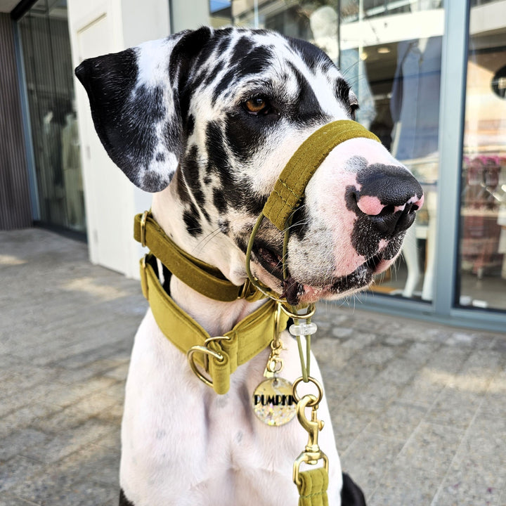 luxury olive velvet dog head halter