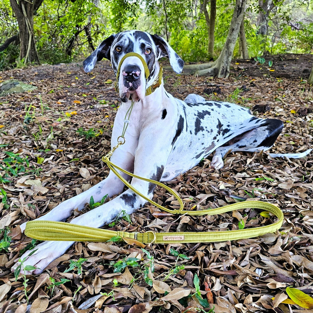 luxury olive velvet dog lead leash