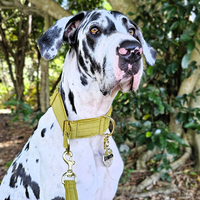 luxury olive velvet dog limited slip martingale collar