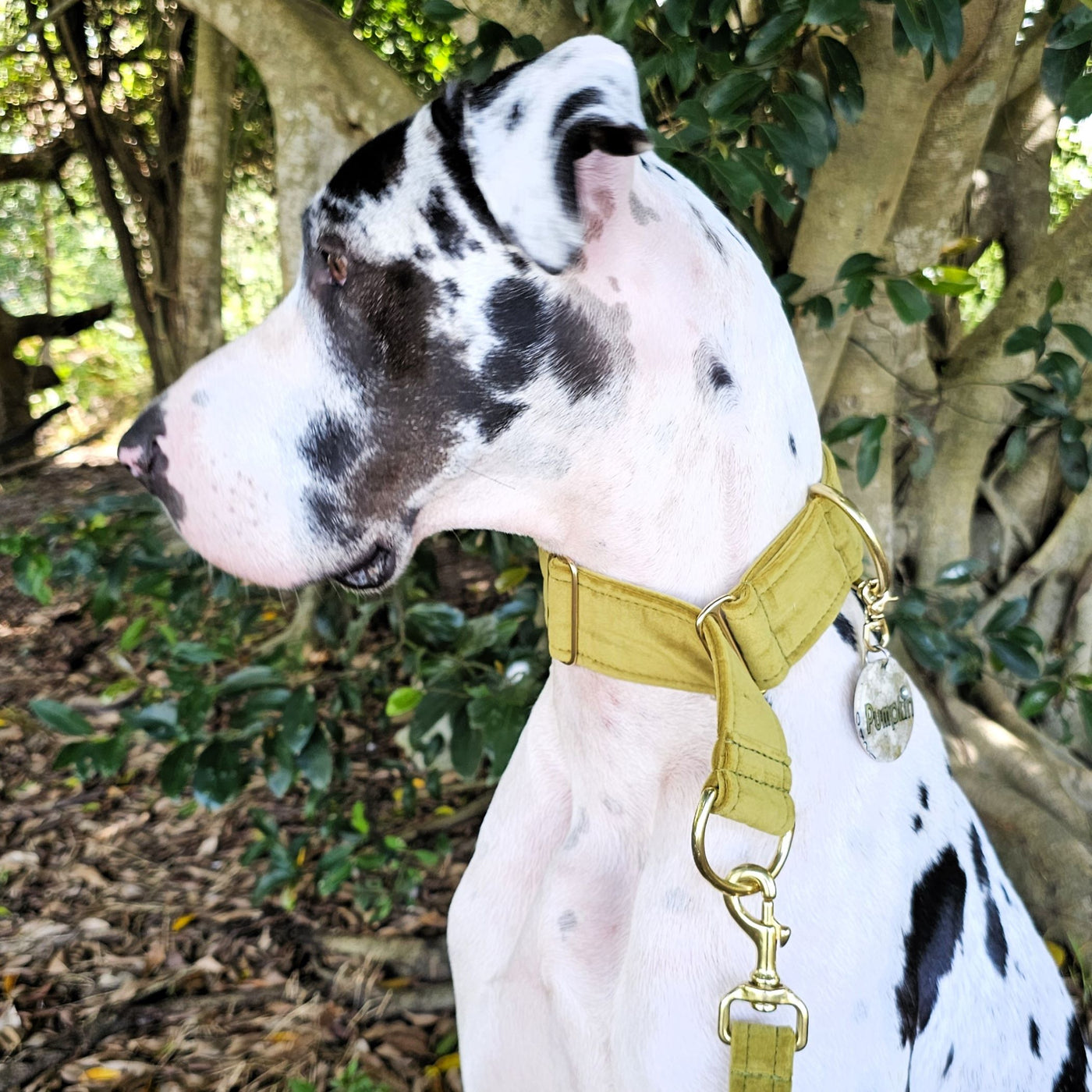 luxury olive velvet dog limited slip martingale collar