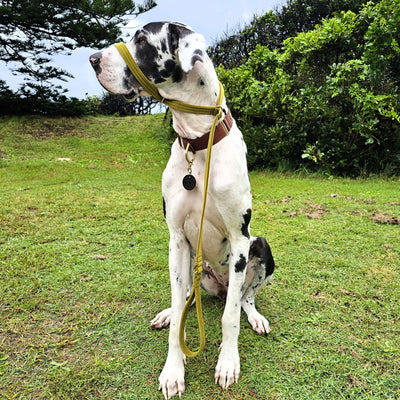 luxury olive velvet dog slip lead head halter