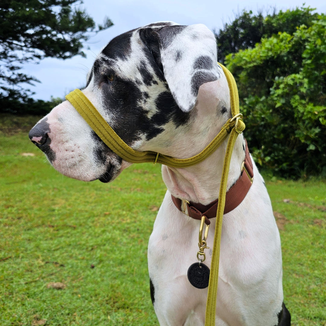 luxury olive velvet dog slip lead head halter