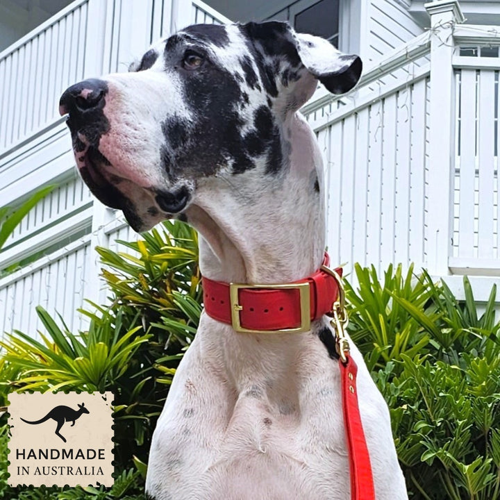 Luxury fiery red leather kangaroo dog collar and lead. Handmade in Australia