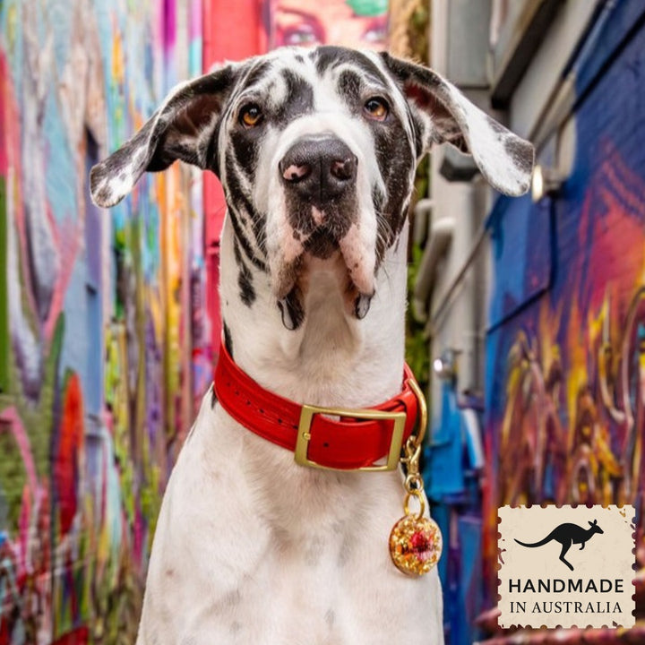 Fiery Red Luxury Leather Buckle Collar